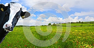 Witty cow, Dairy cow with prairie as background