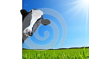Witty cow, Dairy cow with prairie as background