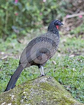 Witvoorhoofdsjakohoen, Rusty-margined Guan, Penelope superciliaris photo