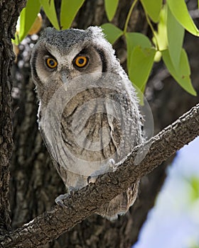 Witwangdwergooruil, Southern White-faced Owl, Ptilopsis erlanger