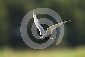 Witwangstern, Whiskered Tern, Chlidonias hybrida