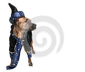 Wizard dog