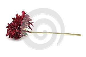Wizened red flower