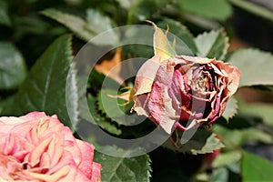 A wizened red rose on a sunny day