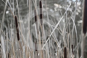 Wld Cattail or Bulrush, Typha, 2.