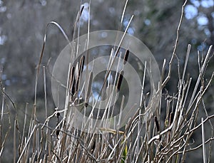 Wld Cattail or Bulrush, Typha, 3.