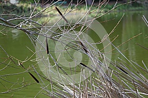 Wld Cattail or Bulrush, Typha, 4.