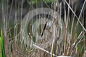 Wld Cattail or Bulrush, Typha, 7.