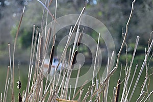 Wld Cattail or Bulrush, Typha, 8.