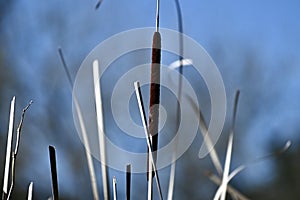 Wld Cattail or Bulrush, Typha, 6.