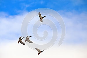 Wld ducks are flying high in the blue sky.