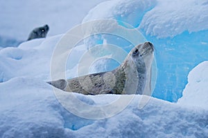 Wldlife close-up of crabeater seals (Lobodon carcinophaga) on iceberg