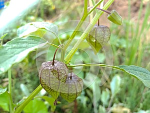 Wlid plant in agriculture farm This is called the physalis minima