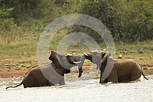 Wo African bush elephants Loxodonta africana fighting in the lake, splashing water