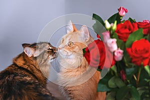 Wo cats on a background of a bouquet of red roses