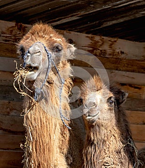 Wo cute camels - mom and her baby are in their wood house in the farm
