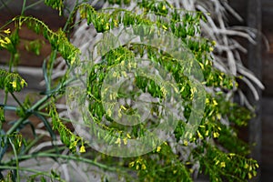 Woad in flower Isatis tinctoria known also as dyer`s woad or glastum