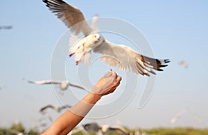 Woamn hand Feeding with seagulls