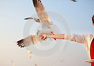 Woamn hand Feeding with seagulls