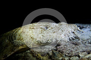 Wobbegong carpet shark photo