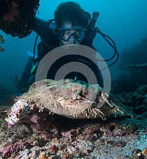 Wobbegong rare carpet shark