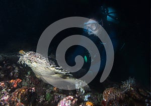 Wobbegong rare carpet shark photo
