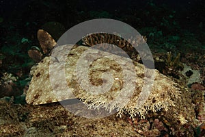 Wobbegong shark
