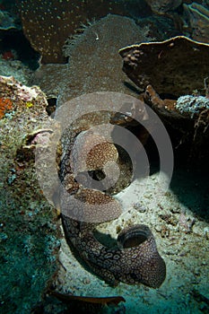 Wobbegong shark