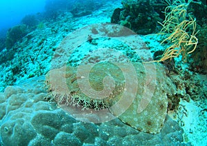 Wobbegong shark photo