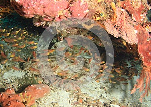 Wobbegong shark in cave