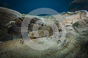 Wobbegong Shark Raja Ampat