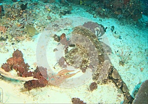 Wobbegong shark on sand