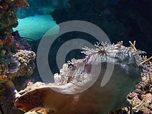 Wobbegong Shark Shows Its Belly