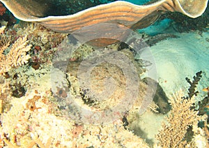 Wobbegong shark under coral