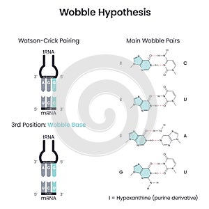 Wobble Base Pair Hypothesis scientific vector illustration diagram