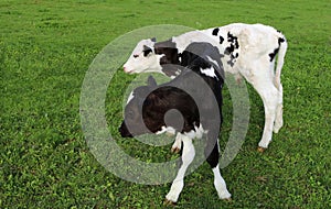 Wobbly newborn twin black and white calves stand in the field