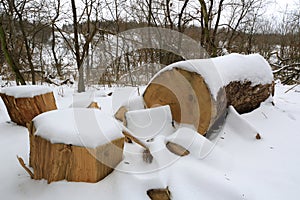 woden logs in winter forest