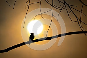 Woderful sunrise with silhouette a lonely bird perched on a branch