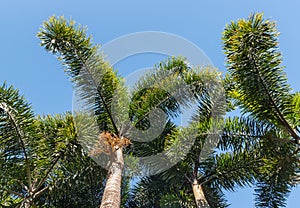 Wodyetia bifurcata - foxtail palm trees against blue sky