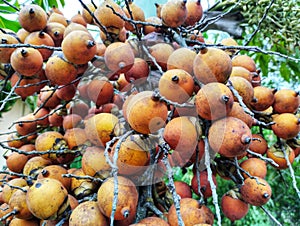 Wodyetia bifurcata A.K. Irvine or Foxtail palm’s fruits.