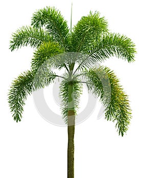 Wodyetia (Foxtail Palm). Palm tree isolated on white
