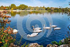 Woehrder See recreation area with swans , Nuremberg