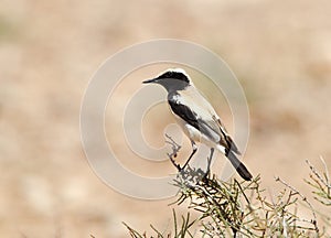 Woestijntapuit, Desert Wheatear, Oenanthe deserti