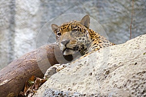 The woken-up leopard looks afar. Chiang Mai
