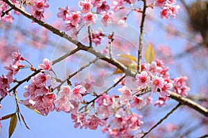 The wold himalayan cherry