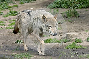 Wolf