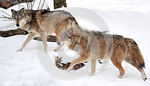 Wolf photo