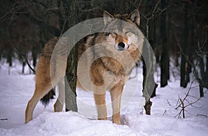 Wolf photo