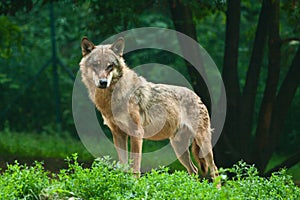 Wolf photo