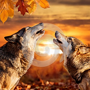 Wolf afraid in sunset. Two snarling wolves in autumn leaves.